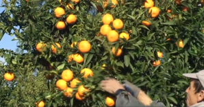 Clementina in festa 2012 Clementina in festa 2012