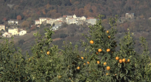 Clementina un festa 2013 Clementina un festa 2013