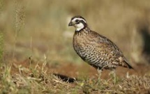 Société de chasse "La caille"